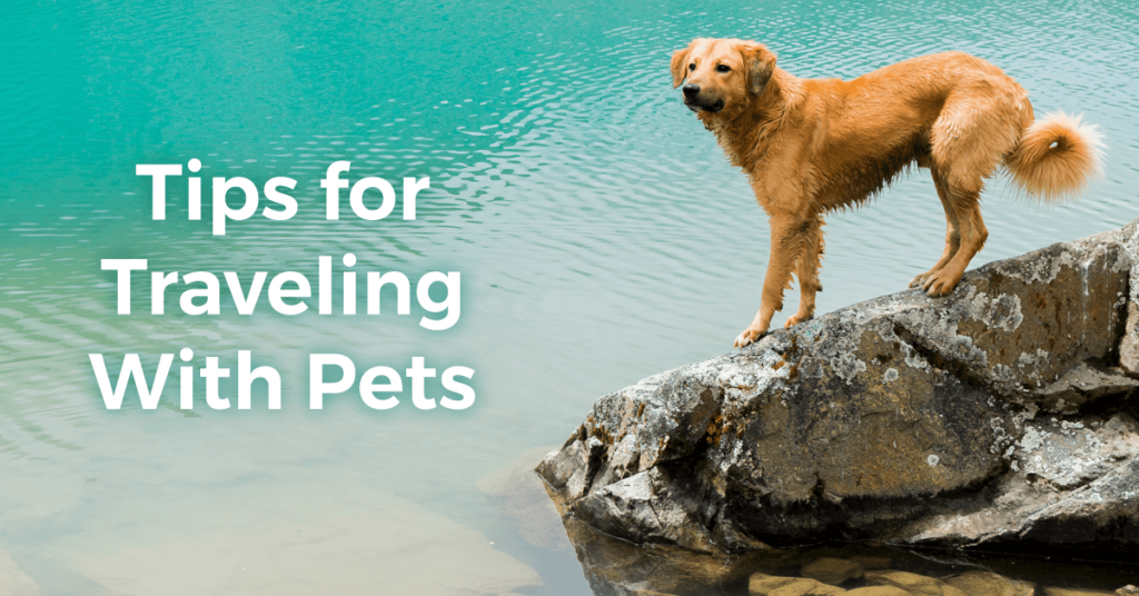 Tips For Traveling With Pets