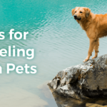 Tips For Traveling With Pets